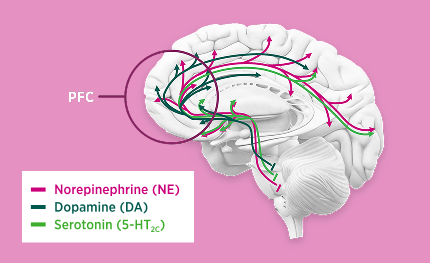 Ascending pathways transmit norepinephrine, dopamine, and serotonin upward from the lower brainstem, converging directly into the prefrontal cortex (PFC) before branching out across additional cortical regions.
